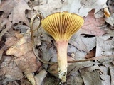 Phylloporus leucomycelinus image