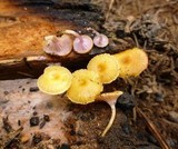 Chromosera cyanophylla image