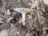 Polyporus radicatus image