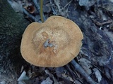 Polyporus radicatus image