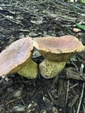 Boletus subluridellus image