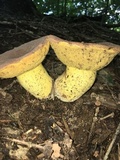 Boletus subluridellus image