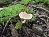 Psathyrella maculata image