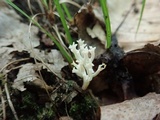 Ramariopsis kunzei image