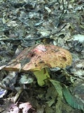 Boletus subluridellus image