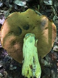 Boletus subluridellus image