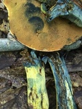 Boletus subluridellus image