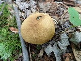 Scleroderma areolatum image