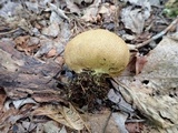 Scleroderma areolatum image