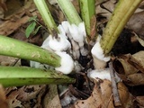 Sebacina incrustans image