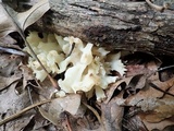 Sebacina sparassoidea image