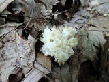 Sebacina sparassoidea image