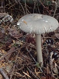 Amanita constricta image