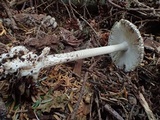 Amanita constricta image
