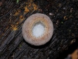Humaria hemisphaerica image