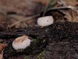 Humaria hemisphaerica image