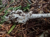 Amanita constricta image