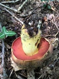 Boletus subluridellus image