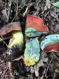 Boletus subluridellus image