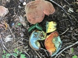 Boletus subluridellus image