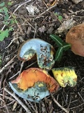 Boletus subluridellus image