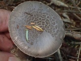 Amanita porphyria image