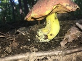 Boletus subluridellus image