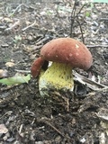 Boletus subluridellus image