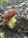 Boletus subluridellus image