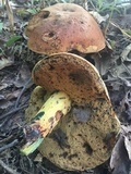Boletus subluridellus image