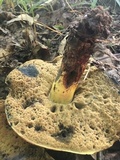 Boletus subluridellus image