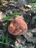 Boletus subluridellus image