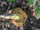 Boletus subluridellus image