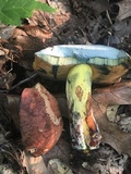 Boletus subluridellus image