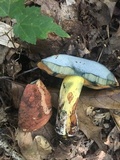 Boletus subluridellus image