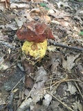 Boletus subluridellus image