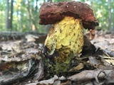 Boletus subluridellus image