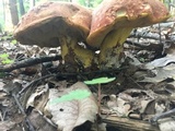 Boletus subluridellus image
