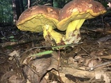 Boletus subluridellus image
