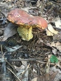 Boletus subluridellus image