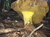 Boletus subluridellus image