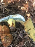 Boletus subluridellus image