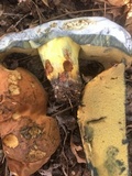 Boletus subluridellus image