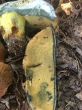 Boletus subluridellus image