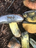 Boletus subluridellus image