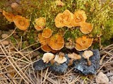 Coltricia perennis image