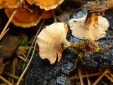 Coltricia perennis image