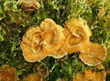 Coltricia perennis image