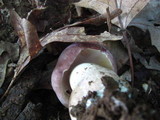 Tylopilus rubrobrunneus image