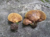 Boletinellus merulioides image